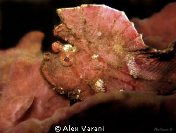 Teniaonoths triacanthus by Alex Varani 